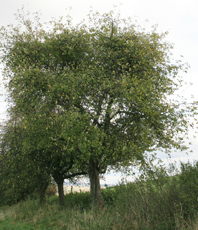 Apfelbaum-5.jpg